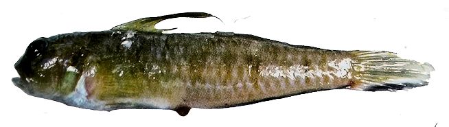 Lesueurigobius sanzoi_005